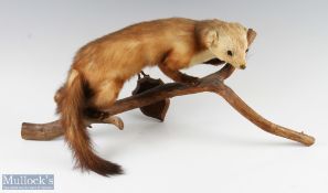 Pine Martin Taxidermy mounted on a branch with central wall mount shield, branch length approx.