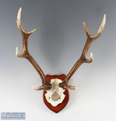 3 Sika Stag Mounted Antlers all on shield shaped wooden mounted with skulls, one having CIC