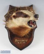 Early 20th century Badger Head Taxidermy on shield mount, Bensberg 9.2.19