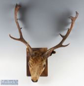 Fallow Deer Taxidermy Head and Antlers mounted on wooden back, width approx. 65cm, with a smaller