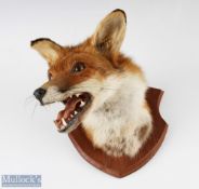 Fox Head Taxidermy mounted on oak shield shaped mount, mount width 20cm