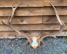 Large Pair of Red Deer Antlers 16 points (9+7) with section of skull, mounted to all shield shaped