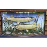 E F Spicer, Suffolk Street, Birmingham Pair of Preserved Pike – mounted in bow fronted case, with
