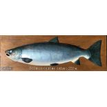 Cast Salmon Mounted on Wooden Board – fish size 22lbs, board size 107cm x 35cm