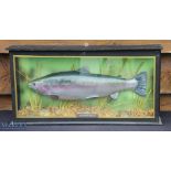 Modern Preserved Rainbow Trout – in flat front glass case with John Fairgrieve, Dumfries label to