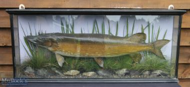 Large 19th century Preserved Pike – mounted in flat fronted case with label to rear “Killed by A W