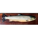 Cast Salmon Mounted on Wooden Board – fish size 32lbs caught by Daniel McDougall, River Tay 1994,