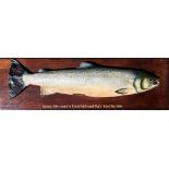 Cast Salmon Mounted on Wooden Board – fish size 32lbs caught by Daniel McDougall, River Tay 1994,