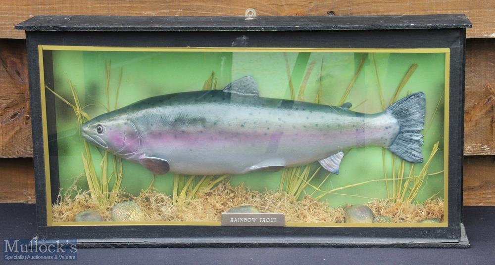 Modern Preserved Rainbow Trout – in flat front glass case with John Fairgrieve, Dumfries label to