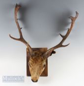 Taxidermy - Fallow Deer Taxidermy Head and Antlers mounted on wooden back, width approx. 65cm,