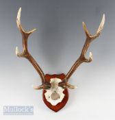 Taxidermy - 3x Sika Stag Mounted Antlers all on shield shaped wooden mounted with skulls, one having