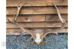 Taxidermy - Large Pair of Red Deer Antlers 16 points (9+7) with section of skull, mounted to all