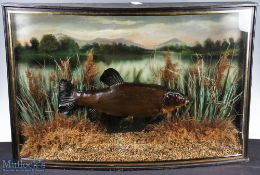 Interesting and impressive Preserved Cased Tench - in large upright bow fronted glass case with