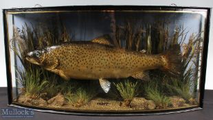 J Cooper & Son 28 Radnor St, St Luke's, London EC Preserved Large Brown Trout - glass bow fronted
