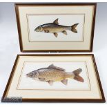 Richard Smith Signed Carp and Barbel Paintings both signed in pencil both framed measuring 21.5"x14"