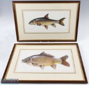 Richard Smith Signed Carp and Barbel Paintings both signed in pencil both framed measuring 21.5"x14"