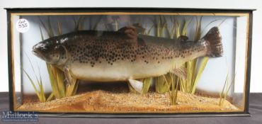 Unattributed Preserved large Brown Trout - wgt approx. 6-8lbs in glass flat fronted case with