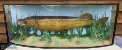 John Burton Restored Preserved Large Pike - glass bow fronted gilt lined case with glass side panels