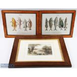 2x Antique German Copper Engraved Prints of Specimen Fish, hand-coloured plates 33 and 34 size of