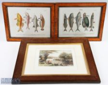 2x Antique German Copper Engraved Prints of Specimen Fish, hand-coloured plates 33 and 34 size of