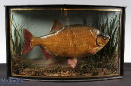 J Cooper & Son Preserved large Rudd dated 1921 - glass bow fronted gilt lined case with pale green