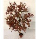 ARTIFICIAL JAPANES ACER approximately 150cm high