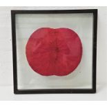 BRITISG SCHOOL The Poppy, textured paper, mounted in a double sided glass frame, 51.5cm x 51.5cm