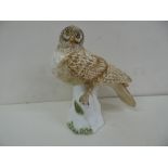 Rare Crown Staffordshire fine bone china hawk owl, signed W R Tipton and M Doubell Miller to base.