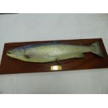 A taxidermy half mounted skin and fibreglass 31 lb 8 oz salmon caught by Lila Jervis at two