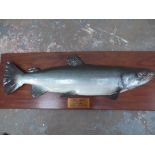 A taxidermy half mounted skin and fibreglass 48 lb 8 oz salmon caught by Mr J H Mee on the, River