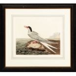 After Peter Paillou The Elder (fl. 1720-1790) , "The Heron" and "Arctic Tern", c. 1761, 2 hand-