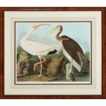 After John James Audubon (American, 1785-1851) , "White Ibis", Plate 222, later reproduction mounted