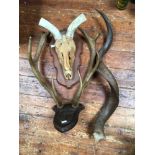 A pair of deer antler horns, mounted on wooden carved plaque, together with a mounted Kudu skull