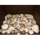 A large collection of various seashells and specimens including Cowrie, Seahorse, starfish and conch