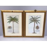 Two colour prints after G.D. Ehret. Delin & Sculps Botanical Plates, depicting palm trees, each with