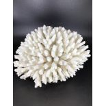 A large natural white sea coral, approx. 28cm wide