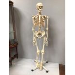 A life size human skeleton produced by Educational Scientific Products Ltd, on stand to castors,