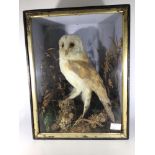 A Victorian taxidermy study of a Barn Owl, on naturalistic perch amidst foliage, glazed wooden