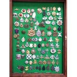 Approximately 113 Military cap badges, old and new, in green baize-lined bespoke glazed mahogany
