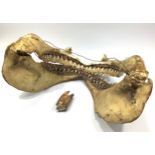 A shark jaw with possibly four or five rows of teeth, approx. 36cm wide, wired for hanging, together