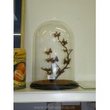 A glass Dome with a display of Butterflies on twigs,