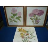 A pair of framed floral Watercolours signed Eileen Martin plus one unframed by same artist.