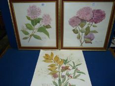A pair of framed floral Watercolours signed Eileen Martin plus one unframed by same artist.