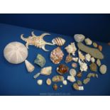 A quantity of miscellaneous shells, stones, fossils etc., including ammonites, sea urchin and geode.