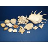 A box of shells and corals.