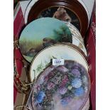 A quantity of display plates including Wedgwood Beatrix Potter, Royal Albert 'Tiger Lily',
