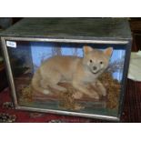 A Taxidermy study of a Fox cub in glass display, approx. 18 1/2" x 10 3/4" x 14 1/4".
