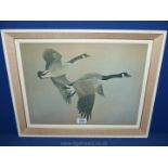 A framed and mounted G. Loates Print dated 1966 depicting a pair of Canadian geese in flight.