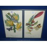 A pair of tropical bird and butterfly Prints.