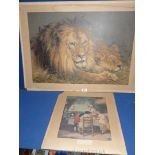 A large Pears Print of two Lions,